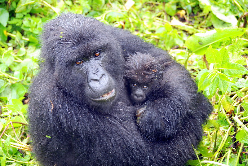 Mountain gorillas 1