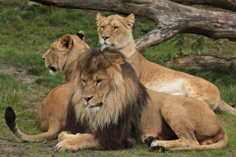lion 2