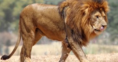 uganda lions uganda lions
