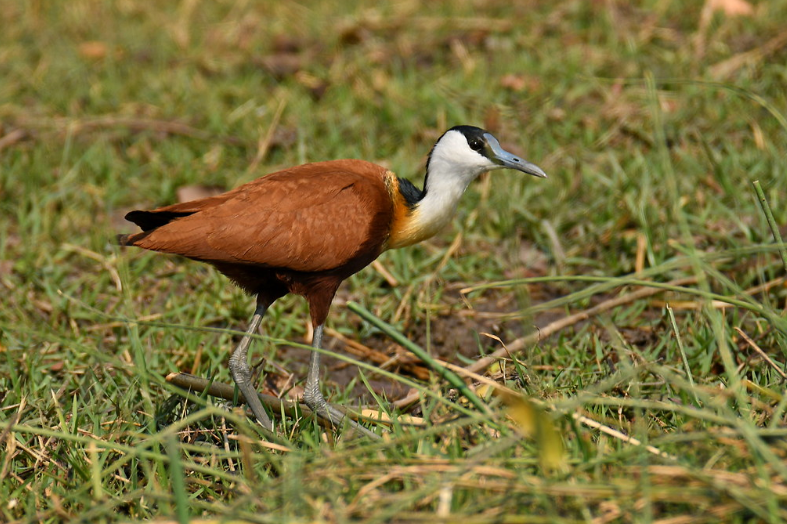 african jacana safari tours