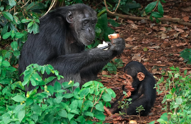 1 Day Chimpanzee Ngamba Island Tour