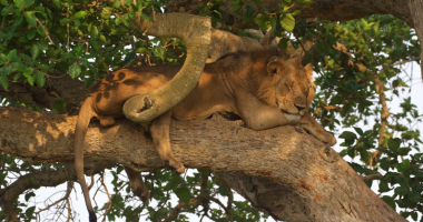 climbing lion 3 climbing lion 3