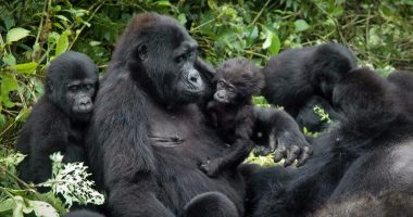 congo gorilla trekking congo gorilla trekking