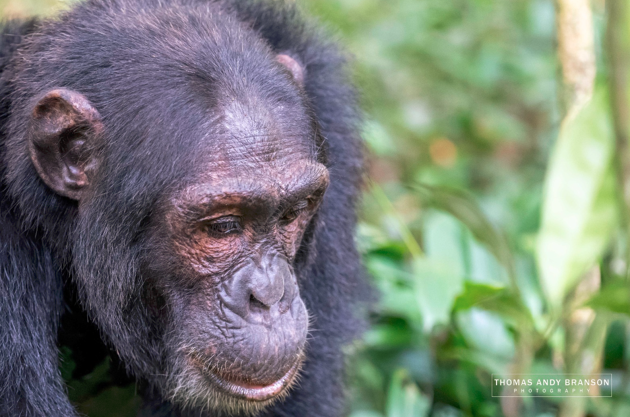 11 Days Uganda Wildlife Safari