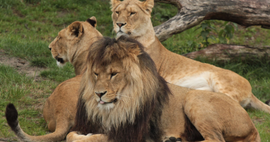 lion 2 lion 2
