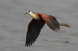 african jacana safari tours