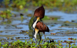 african jacana safari tours