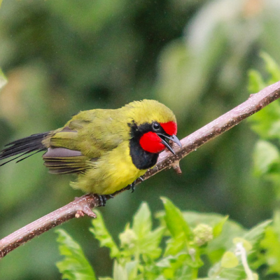 Doherty’s bush-shrike Doherty’s bush-shrike