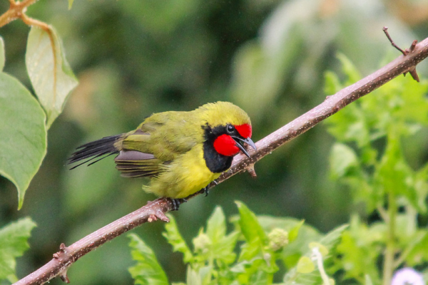 Doherty’s bush-shrike Doherty’s bush-shrike