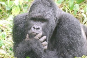 Gorilla2