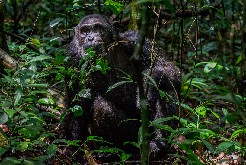 11 Days Uganda Wildlife Safari