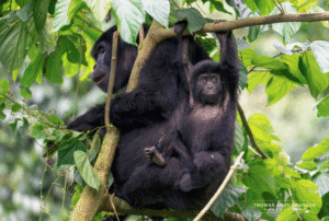 3 Days Uganda Gorilla Safari