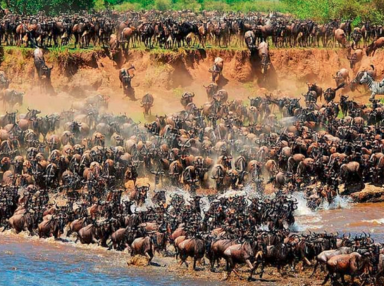 9 Days Uganda & Tanzania wildlife safari
