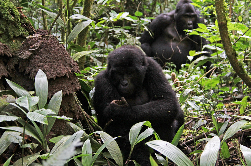 Rwanda