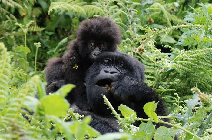 10 Days Best Uganda-Kenya Safari