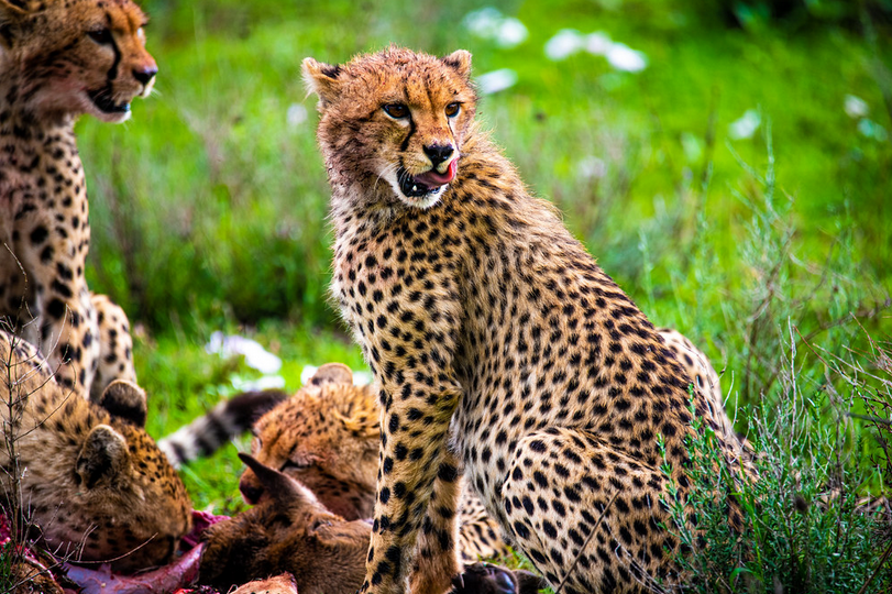 12 Days Adventure & Wildlife Safari