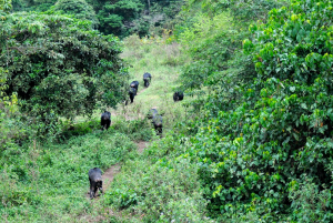 1 Day Chimpanzee Ngamba Island Tour