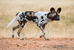 African Painted Wild Dog