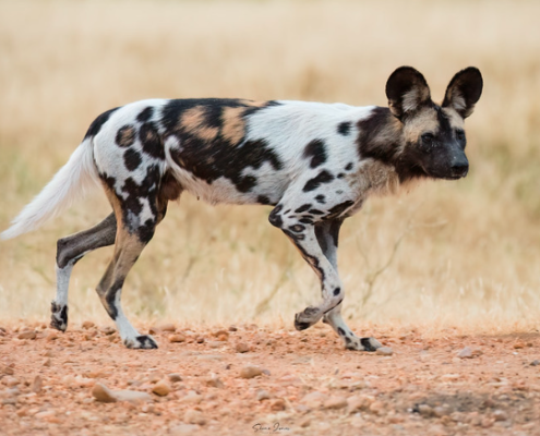 African Painted Wild Dog