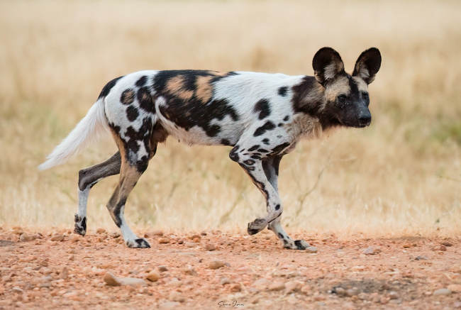 African Painted Wild Dog