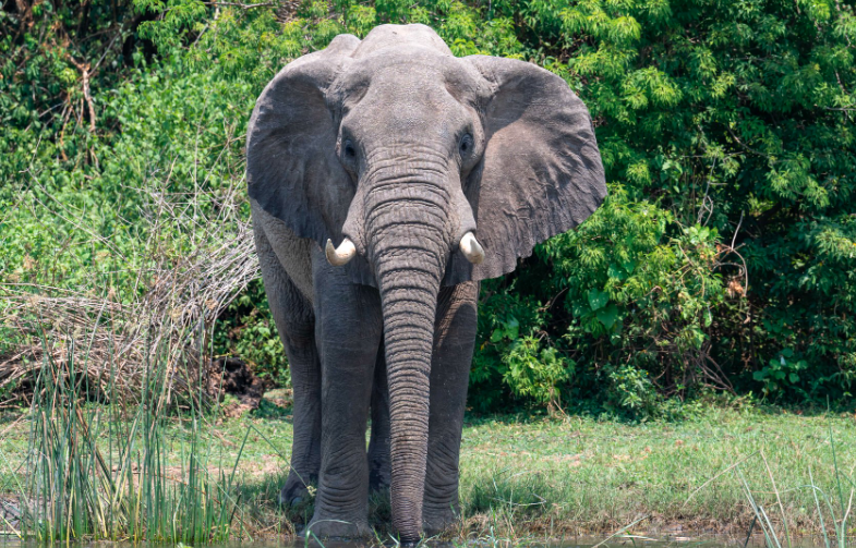 Murchison falls game drive