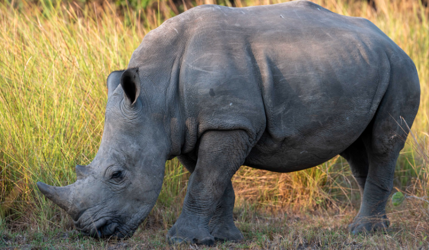 Rhino tracking at Ziwa Rhino Sanctuary